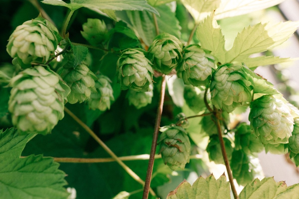 SiWC Tour of Hops: Stop 1 - Sheep in Wolf's Clothing Brewery