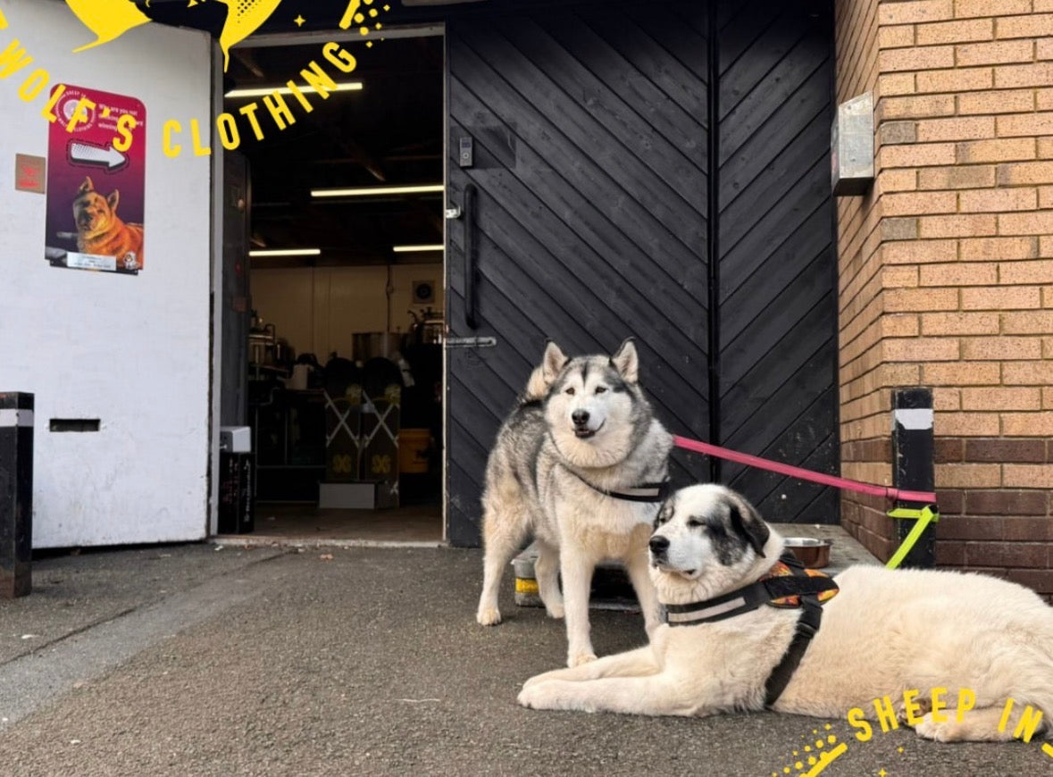 A Good Dog and a Good Pint: Why Our Taproom Will Always Be Dog-Friendly