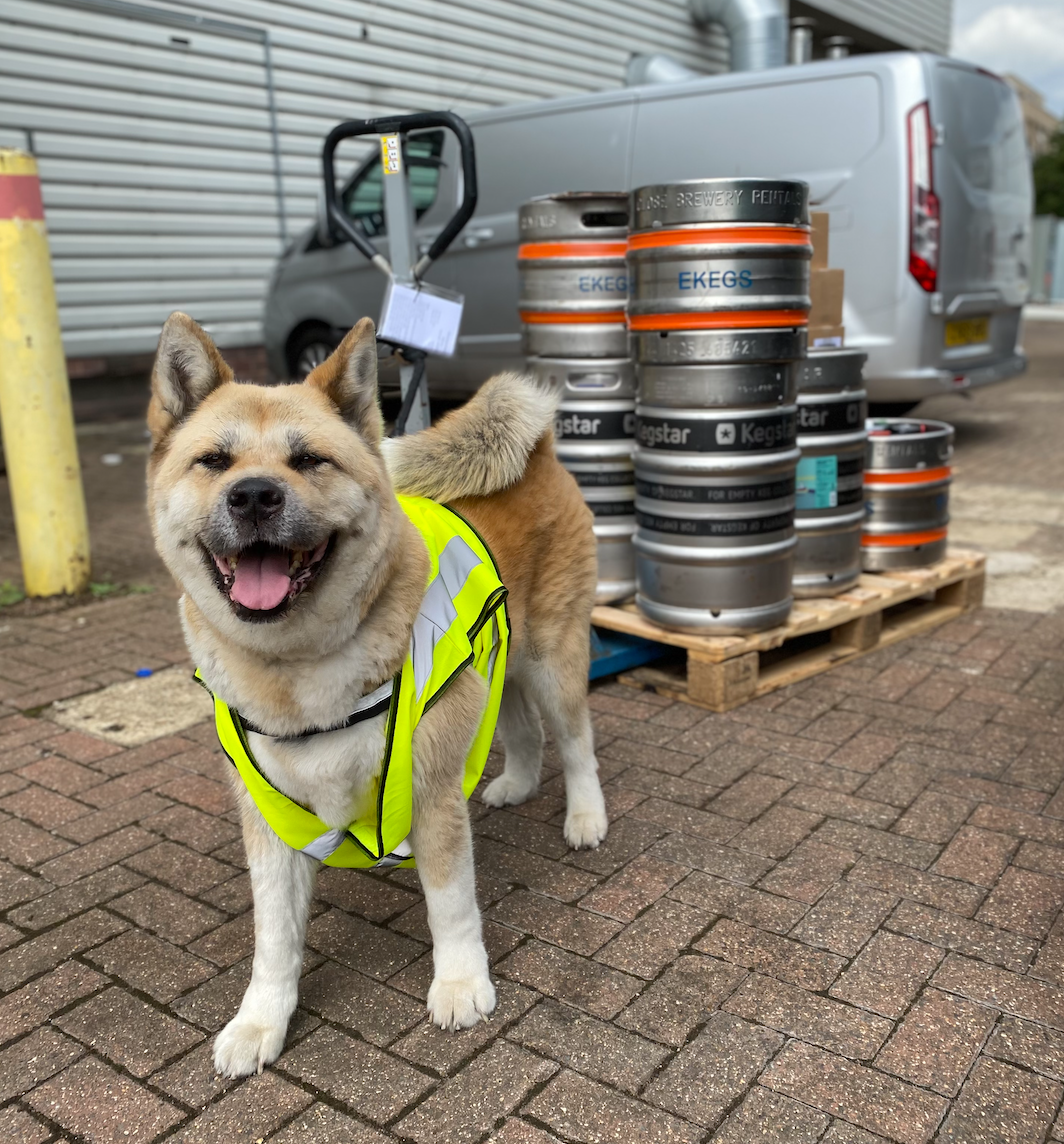 picture of max the beer dog working hard